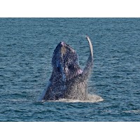 Cape May Whale Watcher logo - Similar company to Cape May Whale Watch & Research Center