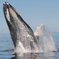 Mingan Island Cetacean Study logo - Similar company to Cetacean Research Technology