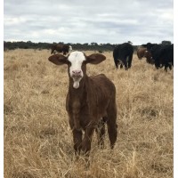 Soluciones SIG para el sector Agropecuario logo - Similar company to Estudio Stick