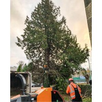 Tree Surgeon Middlesbrough logo - Similar company to Construction Carbon Talk