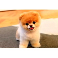 Oaty The Pomeranian logo - Similar company to Prelect