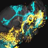 Virtual Fly Brain logo - Similar company to Mechtronix Inc.