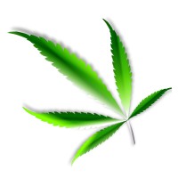 CBD Wellness Me logo - Similar company to The Cbd Gurus