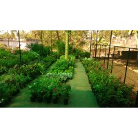 Green House Garden logo - Similar company to Revit Adam Architecture And Academy