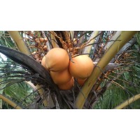 Rise Properties India