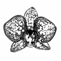 Sex and Self Concordia logo - Similar company to Here For Her™️