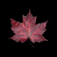 Black Maple Construction logo - Similar company to Sitkawest