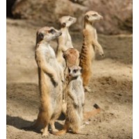 Suricate consulting logo - Similar company to Suricate