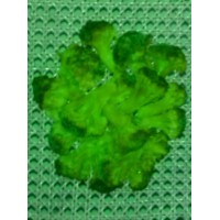 Broccoli Works Group