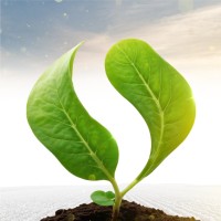 Grupo Sinova logo - Similar company to Mega Brasil Rh