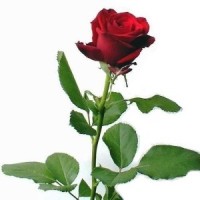Rose City Personnel, Inc.