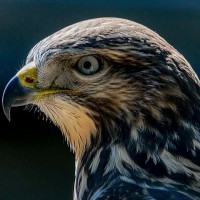 Buzzard Security (PVT) Limited logo - Similar company to Bravo Security Services