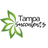 Tampa Succulents logo - Similar company to Succulent Studios