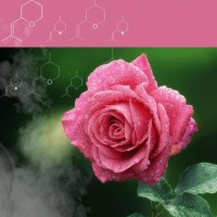 Royall Perfume logo - Similar company to Tdj Consulting
