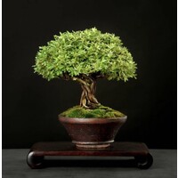 Mon Bonsaï Design logo - Similar company to Miyagi Bonsai