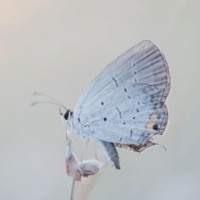 Cocoon Consulting