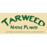 Tarweed Native Plants