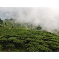 Fields of Purity - Tea Division logo - Similar company to Fields Of Purity - Dairy Division