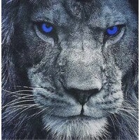 Blue Lion Media