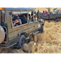 Asili Adventure Safaris
