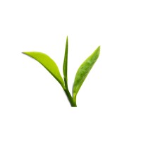 shitake logo - Similar company to Se Nutrition Bloom Life