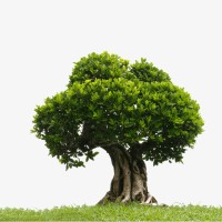 Ironwood Solutions, Llc