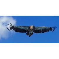 Vulture Consulting Services