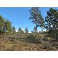 Zayante Sandhills Conservation Bank