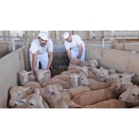 LIVESTOCK SHEEP GOATS LAMBS CAMELS Bison Eggs Horses HALAL logo - Similar company to Prairie Farm Supply
