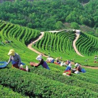 Shaoxing Liangxi Tea Factory logo - Similar company to Tea'S - Fresh- & Bubble Tea