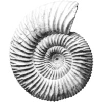 Jurajska S.A. logo - Similar company to Olmar Jo