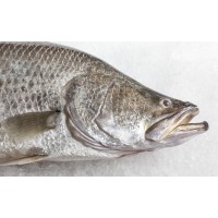 Mainstream Aquaculture Group logo - Similar company to Beganton