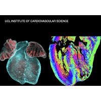 UCL Institute of Cardiovascular Science logo - Similar company to Knowledgeup