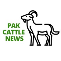 Pak Cattle News logo - Similar company to Karachi News Network - Knn