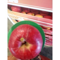 Agro Queens Sp. z o.o. logo - Similar company to Owocowo - Gospodarstwo Ogrodnicze