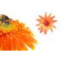 Countryside Floral & Garden