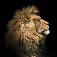 Alpha Mindset logo - Similar company to Alpha Mindset Solutions