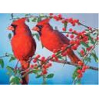 Cardinal Insurance & Financial Inc.