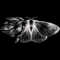 Mothworks logo - Similar company to Late Love Production