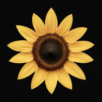 Sunflower logo - Similar company to Sunflower