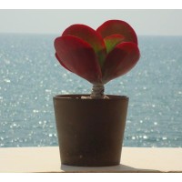 Casas Charmosas logo - Similar company to B2Us