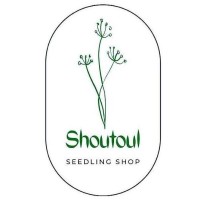 Shoutoul shop logo - Similar company to Up Brand | Personal Branding