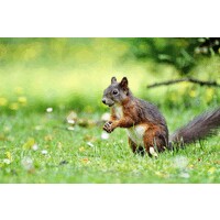 Nels Moxness | Nels Moxness Ontario | Wildlife Photographer logo - Similar company to Gather Federal Credit Union