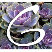 Gasperi Paisagismo logo - Similar company to Cp Paisagismo