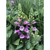 Stichting Digitalis