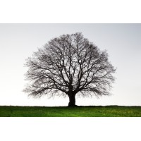Black Oak Artists, Ltd. logo - Similar company to Stellar Edge