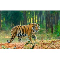 SUNDERBAN TIGER VIEW POINT RESORT logo - Similar company to Sunderban