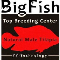 BigFish Tilapia Top Breeding Center logo - Similar company to Rahami Aquaculture