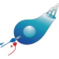 InnerEarLab logo - Similar company to Teliatry