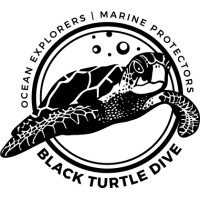 Black Turtle Dive logo - Similar company to Bludiving.Com